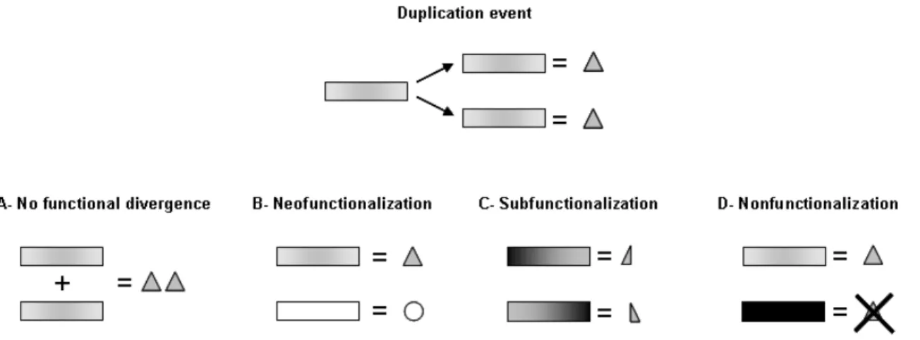 Figure 5.1- Models for the evolutionary fate of single gene duplications (depicted on top)