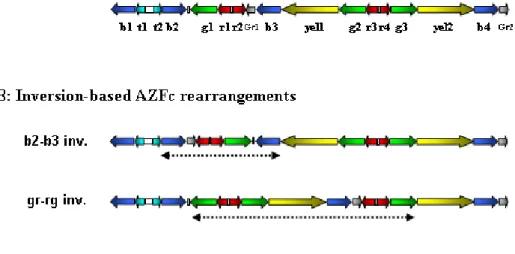 Figure 7.1 – Structural variation in the AZFc region of the Y chromosome. The list consists of  large-scale structural AZFc variants identified either by full DNA sequencing (A) or amplicon  family-specific DNA hybridization (all other classes)