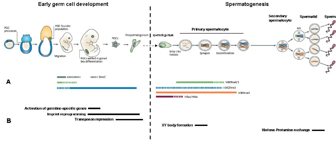 Figure 2.1 – Epigenetic changes occurring in the male germline. Left-hand side panels depict germ cell development during the initial embryonic stages and those in  the right the spermatogenic process as activated at puberty