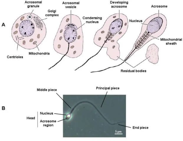 Figure 2.2 – Spermiogenesis: from round spermatids to mature sperm. A- Major cytological  modifications occurring during spermiogenesis