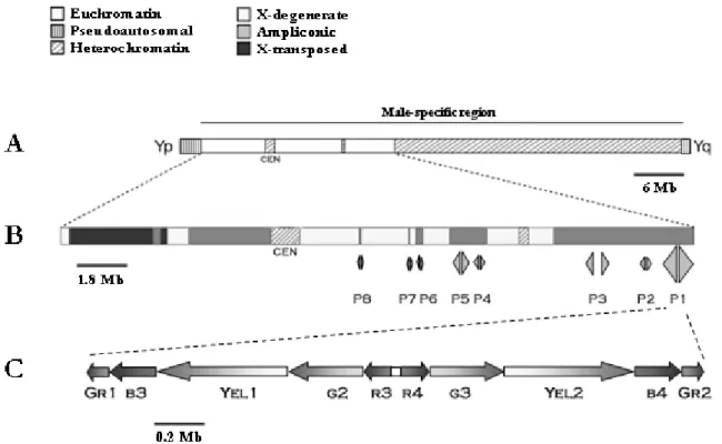 Figure 3.1- Structural hallmarks of the Y chromosome.  
