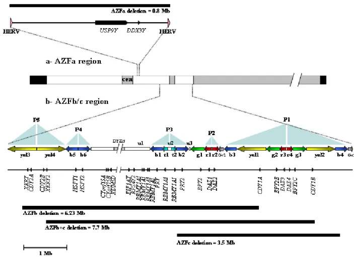 Figure 4.1- Schematics on the genomic architecture and gene content of the AZFa, AZFb and AZFc  regions of the human Y chromosome