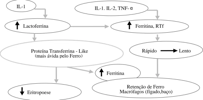 Figura  1.1  -  Representação  esquemática  da  ação  das  citocinas  e  da  lactoferrina  no  metabolismo  do  ferro  em  doentes  com  ADC