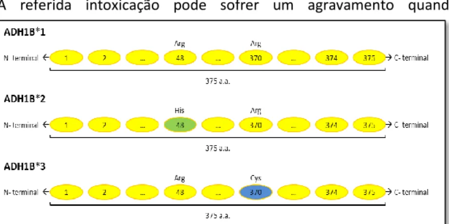 Tabela 2 - Relação observada entre um determinado genótipo e o nível de metabolização de etanol (Edengerg et al., 2007)  Genótipo  Nível de metabolização de etanol  