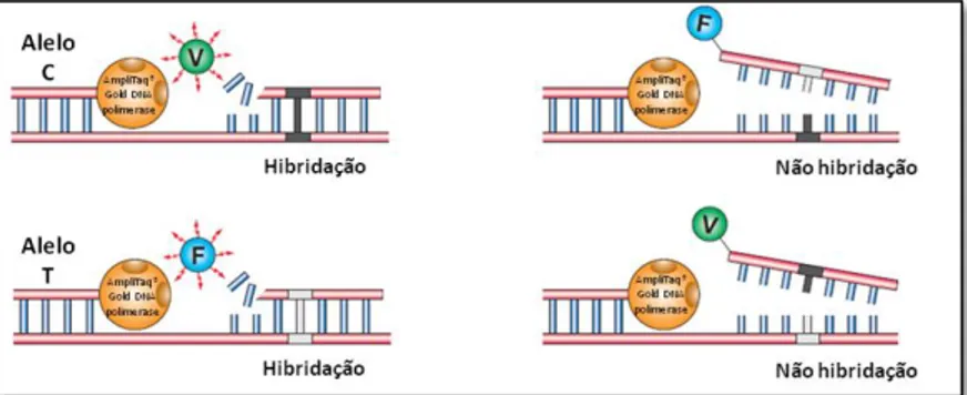 Figura  5  –  Representação  esquemática  do  PCR  realizado  no  TaqMan  Drug  Metabolism Genotyping Assay aquando da genotipagem do SNP rs1229984