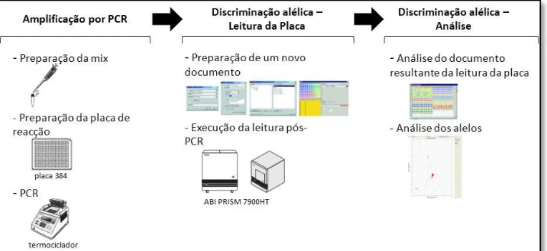 Figura  6  –  Representação  esquemática  das  três  fases  da  técnica  de  TaqMan  Drug  Metabolism  Genotyping Assay (Adaptado de Applied Biosystems, 2010)