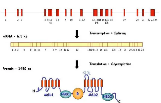 Figure  1.1  –  Scheme  representing  the  CFTR  gene,  mRNA  and  protein.  N  –  N- N-terminus;  MSD  –  membrane-spanning  domain;  NBD  –  nucleotide-binding  domain;  R  –  regulatory domain; C – C-terminus
