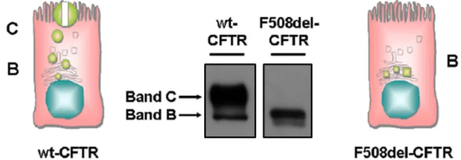 Figure  1.3  –  Western  blot  CFBE41o-  cells  expressing  wt-  and  F508del-CFTR. 