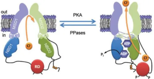 Figure  1.4  –  Conformational  changes  of  the  CFTR  Cl −   channel  during  channel  gating