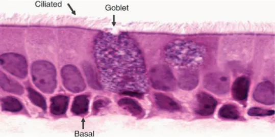 Figure 1.6 – Schematic representation of polarized epithelial cells. The junctional complexes and  the apical or basolateral distribution of several polarity markers are shown