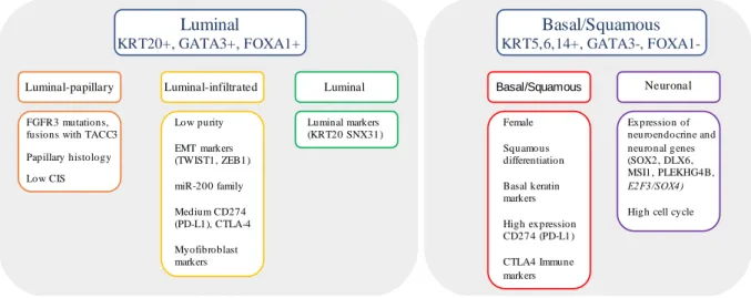 Figure  3.  Molecular  subtype  classification  based  on  RNA  subtype  classification,  pathway  information,  EMT  and  CIS  signatures, and immune infiltrate analyses