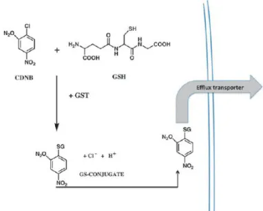 Figure  3  –  Detoxification  scheme  for  glutathione  conjugation.  Scheme  of  detoxification  of  1-chloro-2,   4-dinitrobenze through catalytic thioether formation