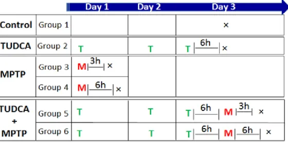 Figure  4  -  Schematic  representation  of  C57BL/6  wild  type  and  GSTP  null  mice  treatment  course