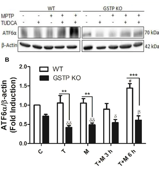 Figure 5 - ATF6α expression levels in the brain cortex in response to treatment with TUDCA, MPTP or  TUDCA  +  MPTP
