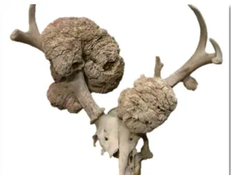 Figura 3. Vista rostro-dorsal do crânio de um veado-de-cauda-branca  com múltiplos condrosteomas, segundo Kierdorf et al