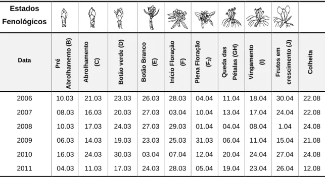 Figura  2  -  Datas  dos  estados  fenológicos  dos  clones  de  pereira  ‘Rocha’  de  2006  a  2011  (Método de Fleckinger)