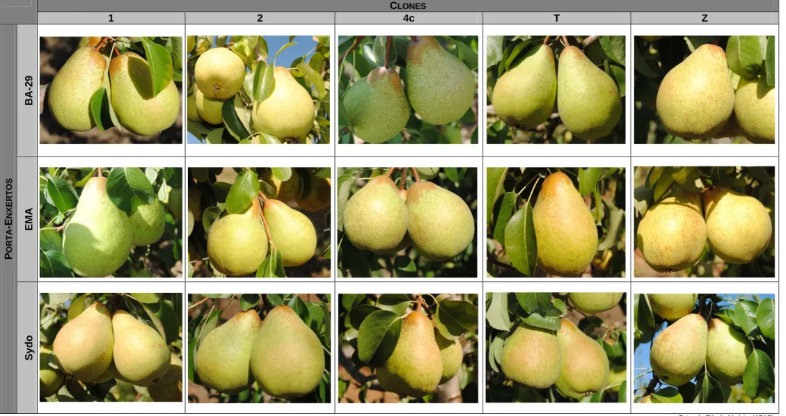 Figura 11 - Imagens da forma dos frutos resultantes da combinação clone/porta-enxerto na colheita de 2011