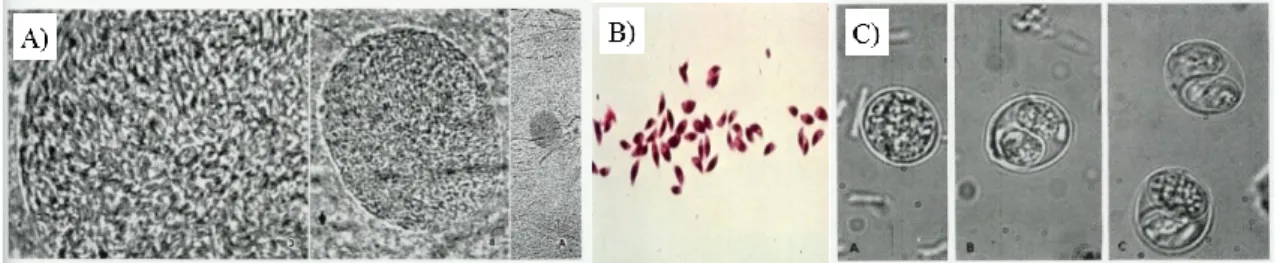 Figure 1.2 A) Bradyzoites inside a cyst of a laboratory mouse brain (100x,  40x  e 10x  objective), B)  Free  stained tachyzoites on laboratory mouse ascites , C) Sporolated and unsporulated Oocysts