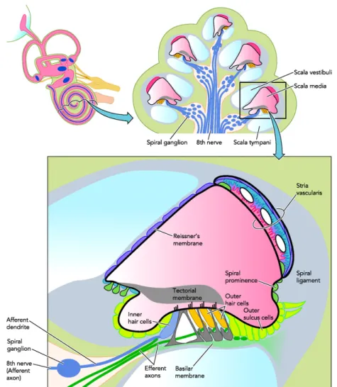 Figure 1.3-4 - Sensory cells on the basilar membrane in the organ of Corti stretch along the entire  length of the cochlea (http://physiologyonline.physiology.org/content/24/5/307) 