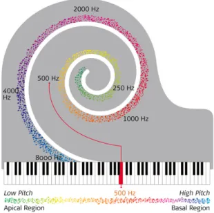 Figure 1.3-5 – Cochlea as a piano, high frequencies are at one end and low frequencies at the other  (http://www.medel.com/technology-complete-cochlear-coverage/) 