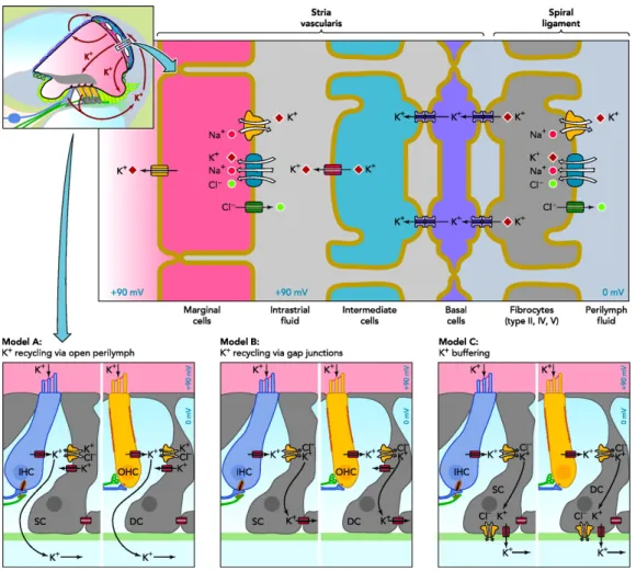 Figure 1.3-6 - Overview over the stria vascularis and its K +  transport mechanisms and two  alternative K +  pathways removing K +  from the hair cells