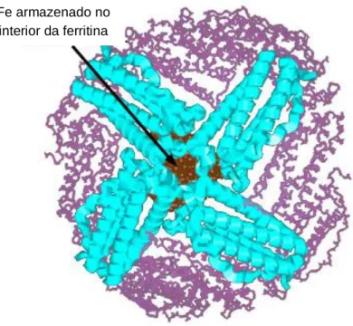 Figura  4  Representação  esquemática  tridimensional  da  ferritina,  a  proteína  responsável  pelo  armazenamento  de ferro (Casiday &amp; Frey, 2000) 
