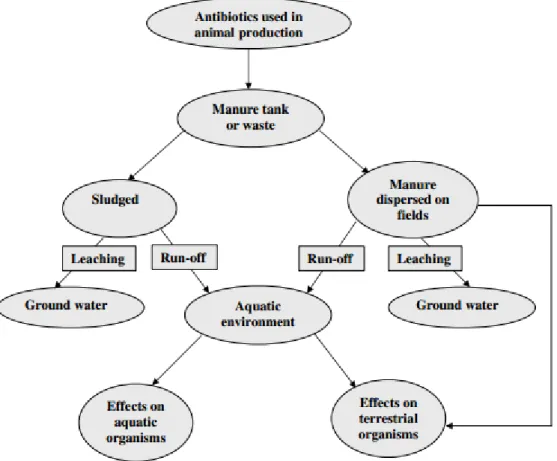 Figura 5: Possíveis caminhos e destinos finais no ambiente dos antibióticos veterinários [Sarmah et al., 2006]