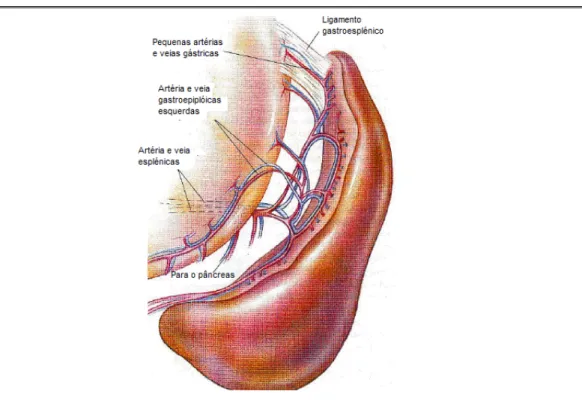 Figura 2 – Vasculatura esplénica 