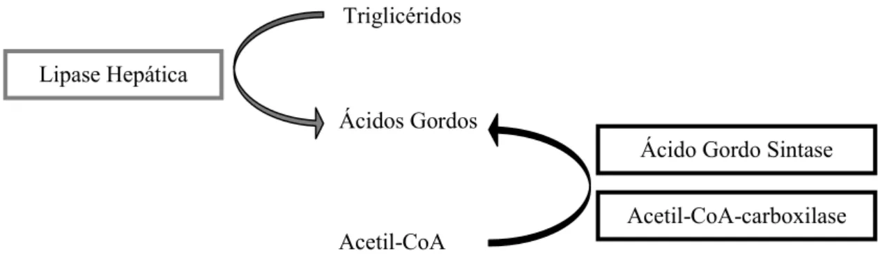 Figura 4 – Enzimas reguladoras do Metabolismo dos Lípidos (adaptado de: Kersten, 2001) 