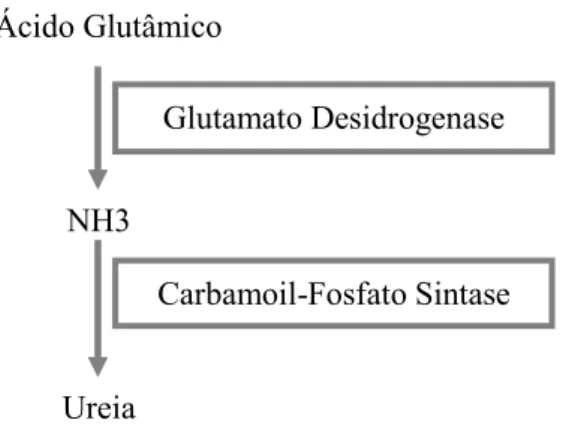 Figura 5 – Enzimas reguladoras do Metabolismo Proteico (adaptado de Dhahbi et al., 1999  e 2001) 