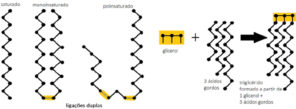 Figura 1.10 um triacilglicerol é formado por um conjunto de três ácidos gordos ligados a  uma  molécula de glicerol (Sanchez et al