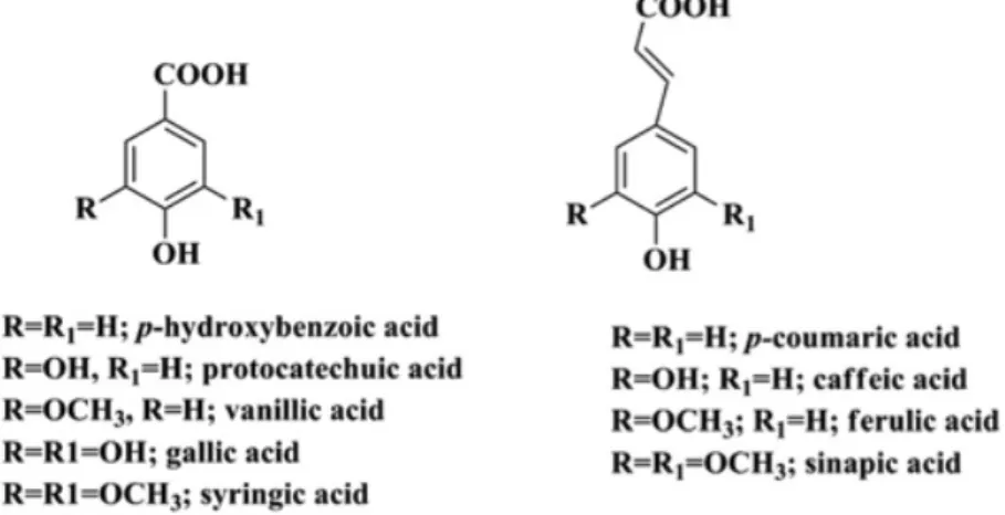 Figura 1: Fórmula da estrutura química dos ácidos hidroxibenzóicos e hidroxicinâmicos  Extraído de: Garrido &amp; Borges, 2013, p