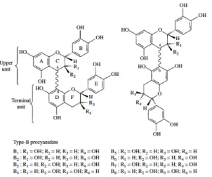 Figura 5: Estrutura das procianidinas do tipo B  Extraído de: Ribéreau-Gayon et al., 2006, p