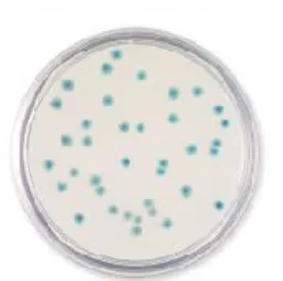 Figura 3 – Colónias características de Escherichia coli  (http://images.google.pt) 