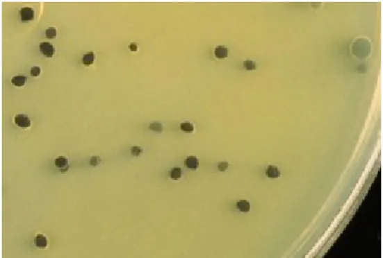 Figura 5 - Colónias características de Clostridium perfringens (http://www.rapidmicrobiology.com/news/995h27.php) 