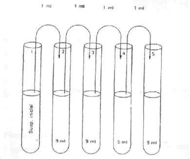 Figura 11 – Esquema de diluições sucessivas  (adaptado de Pampulha e Oliveira,  2004/2005) 