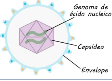 Figura 8: Estrutura básica de um vírus. 
