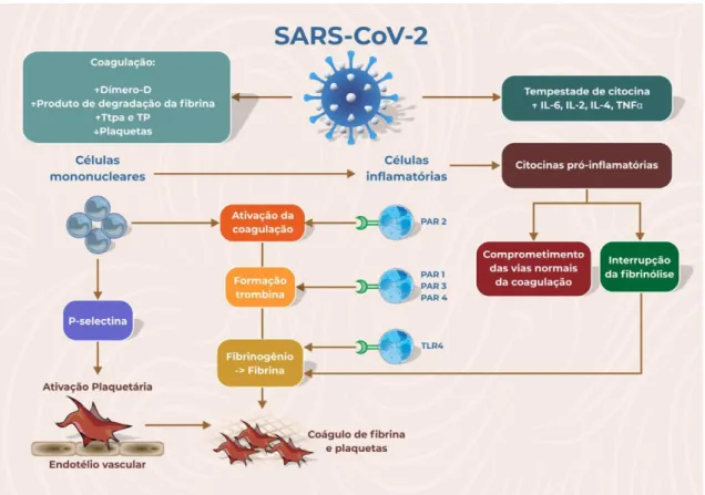 Figura 14: SARS-CoV-2 ativa o processo inflamatório e trombótico. A infecção está  relacionada a tempestade de citocinas e distúrbios da coagulação