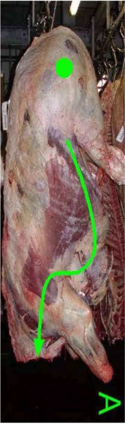 Figura 3 – Trajectória do esfregaço efectuada à carcaça de bovino