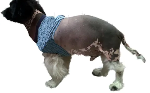 Figura 2: Cão hipotiroideu com alopécia no flanco, no tronco e na cauda (Imagem original) 