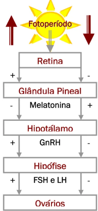 Figura 2.2. Controlo hormonal da ciclicidade ovárica sazonal da égua. Interregulação da glândula  pineal, hipotálamo, hipófise e ovários (adaptado de Blanchard et al., 2003)