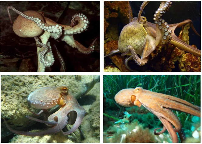 Figura 3. Diferentes aspectos do Octopus vulgaris (Fonte: Marine Biological Association of the UK 2 ;  Centre for Marketing Information &amp; Advisory Services for Fishery Products in the Arab Region 3 ; 