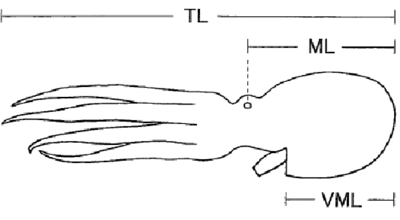 Figura 7. Alguns parâmetros biométricos no O.vulgaris: TL – comprimento total; ML – comprimento  do manto; VML – comprimento do manto ventral (Sakaguchi, Hamano &amp; Nakazono, 2002) 