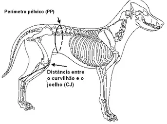 Figura  1.  Localizações  anatómicas  para  medir  as  variáveis  zoométricas  nos  cães  (Adaptado de Burkholder &amp; Toll, 2000)