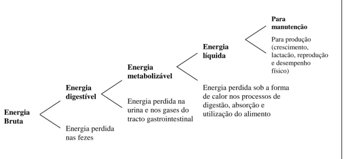 Figura  4.  Representação  esquemática  do  fraccionamento  da  energia  bruta  de  um  alimento (Adaptado de Gross et al., 2000)