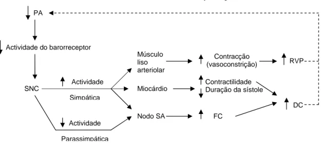 Figura  5.  Resposta  do  reflexo  barorreceptor  à  diminuição  da  pressão  arterial  (Adaptado de Cunninham, 2004)