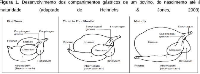 Figura  1.  Desenvolvimento  dos  compartimentos  gástricos  de  um  bovino,  do  nascimento  até  à 