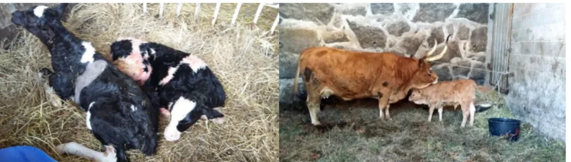 Figura  2.  Maternidades  numa  exploração  de  produção  de  leite  (imagem  da  esquerda)  e  numa  exploração de bovinos de carne (imagem da direita) (Fotos originais)
