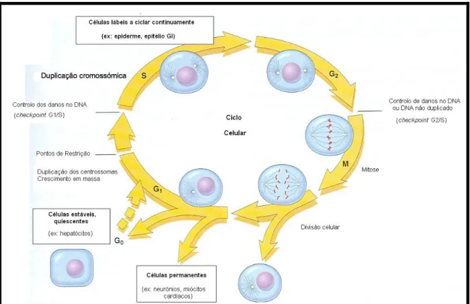 Figura 1: Pontos principais do ciclo celular. A figura mostra as fases celulares (G 0 , G 1 , G 2 , S  e M), a localização do ponto de restrição de G 1   e os checkpoints  celulares G 1 /S e G 2 /M