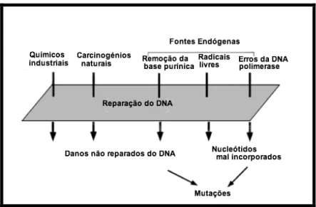 Figura 3: Factores que controlam a acumulação de mutações nas células cancerígenas. Uma  série  de  agentes  têm  o  potencial  de  danificar  o  ADN